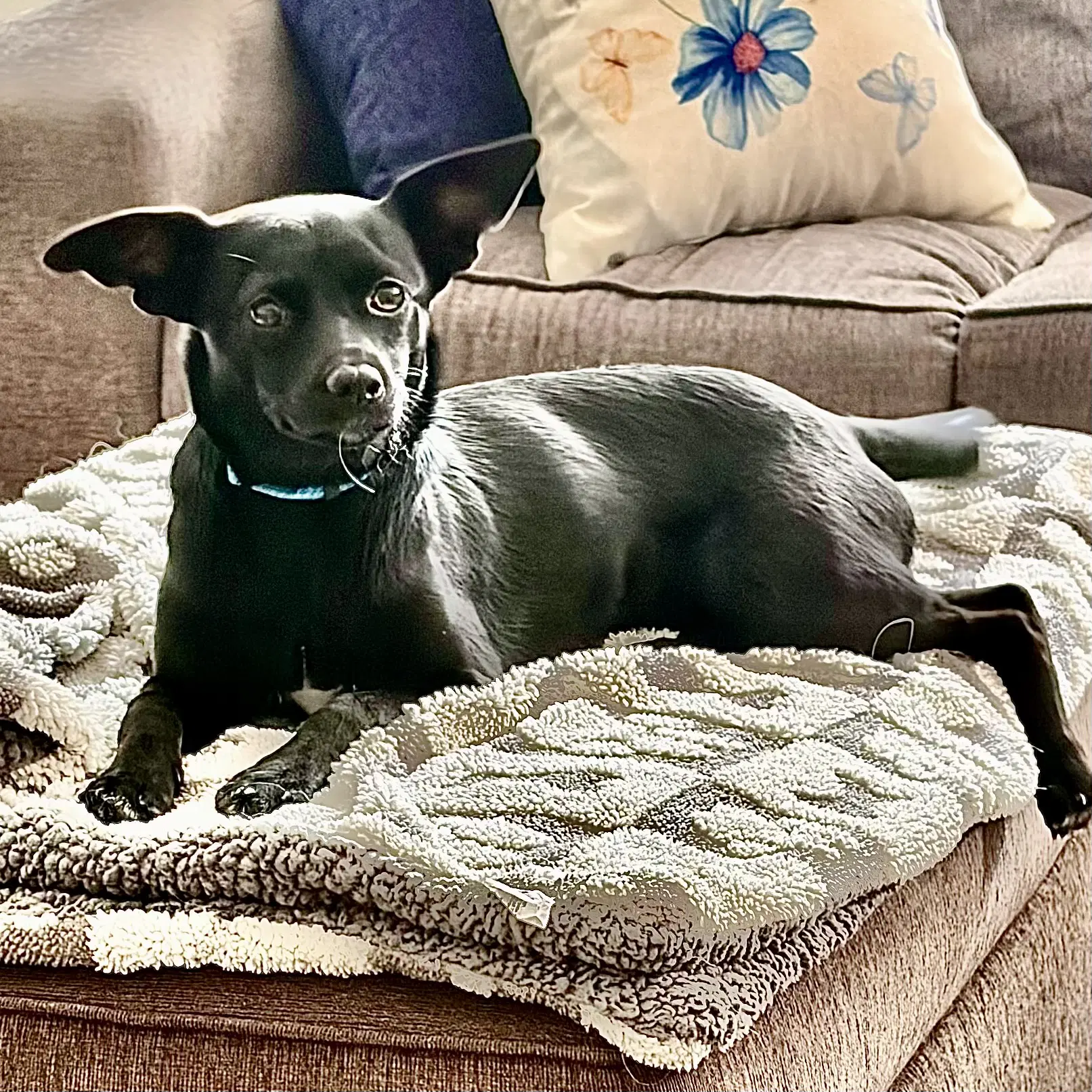 Abby - Chihuahua