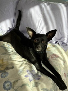 Abby, photo 7