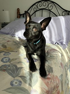 Photo 3 of Abby