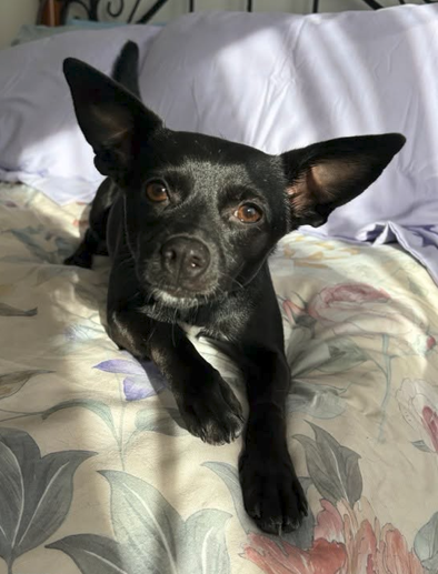 Abby, a dog for adoption from Frankies Furry Friends Rescue, Inc
