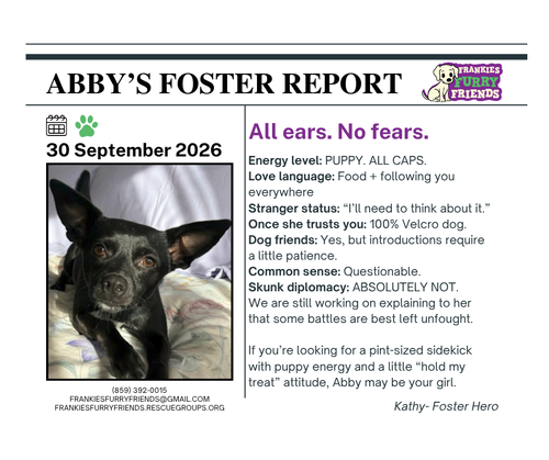 Photo 2 of Abby