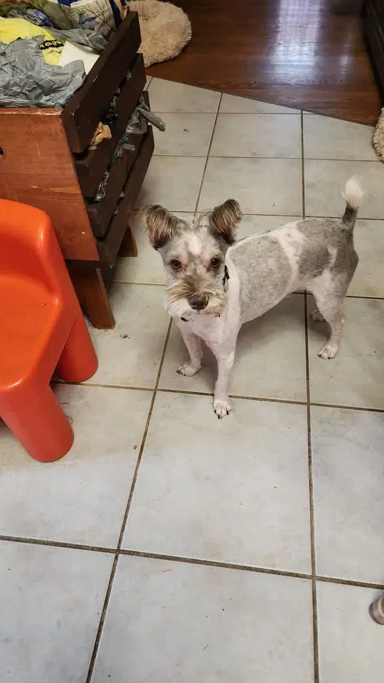 Max - Miniature Schnauzer