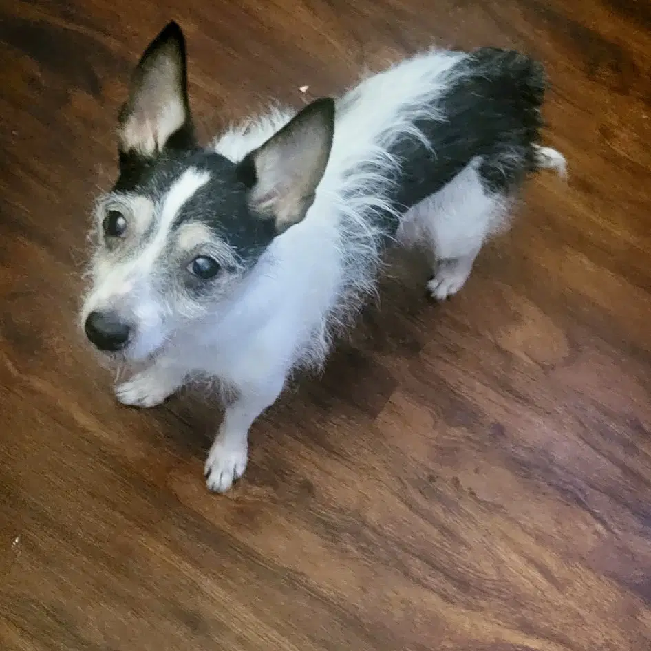 Minnie - Miniature Schnauzer