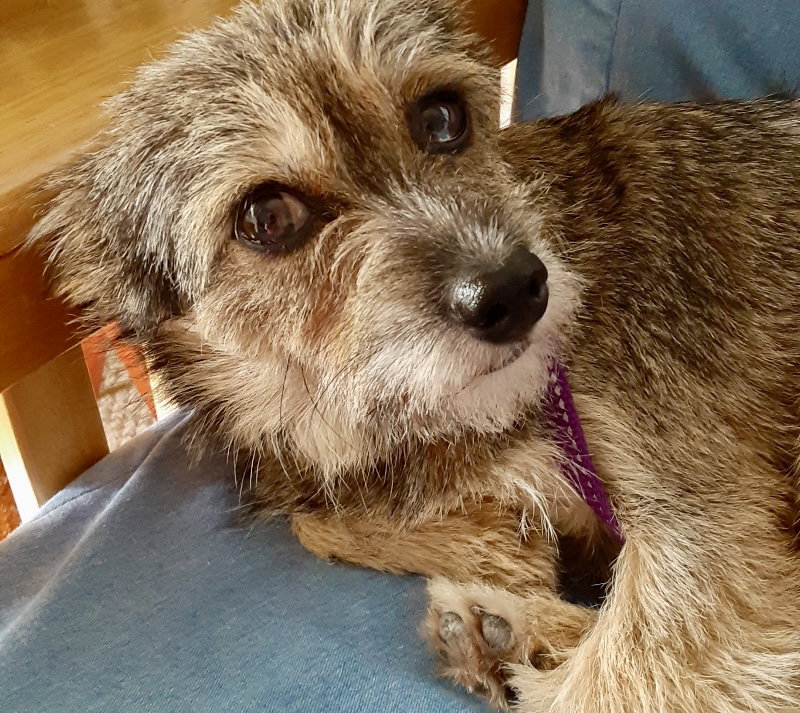 Fiona, Yorkshire Terrier Yorkie