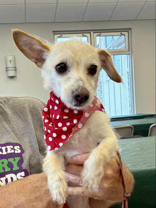 Ava, a dog for adoption from Frankies Furry Friends Rescue, Inc