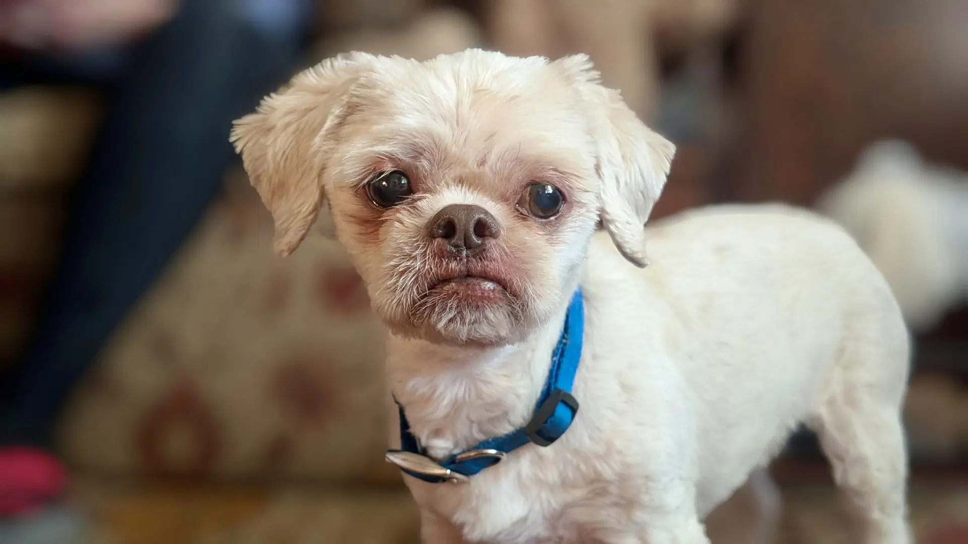 Dezi - Shih Tzu