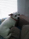 Chica