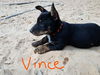 Vince