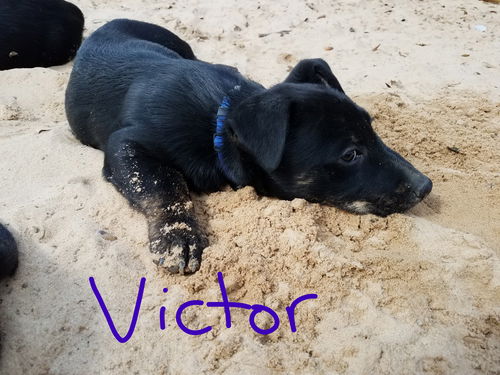 Victor