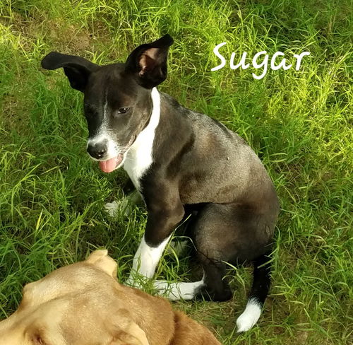 Sugar