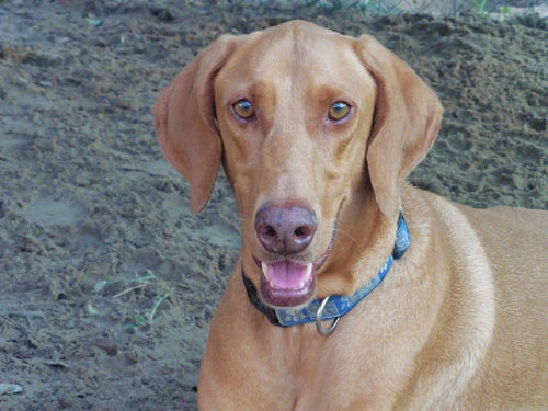 Duke