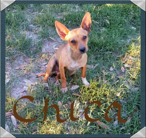 Chica