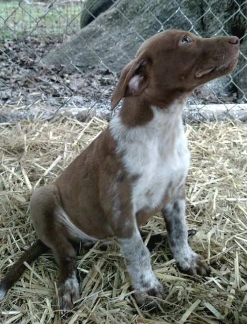 Speckles