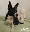 Dolly