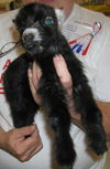 Newborn Pygmy Goat