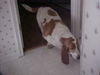 Buford