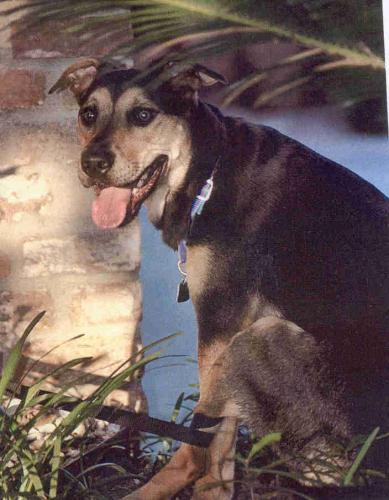 Buddy