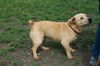 Charlie