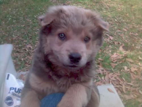 Sweetie Pie