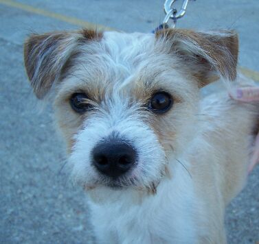 Bugsy