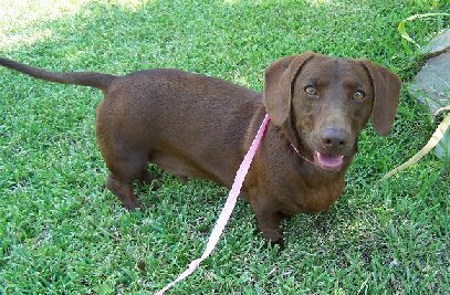 Buster Brown