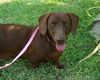 Buster Brown