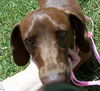 Buster Brown