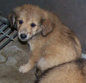 collie pup 1,2,3