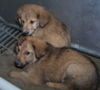 collie pup 1,2,3