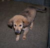 collie pup 1,2,3