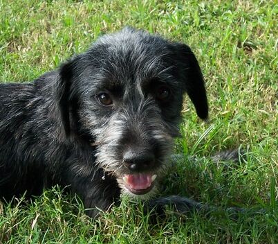 Cooper