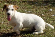 Benji