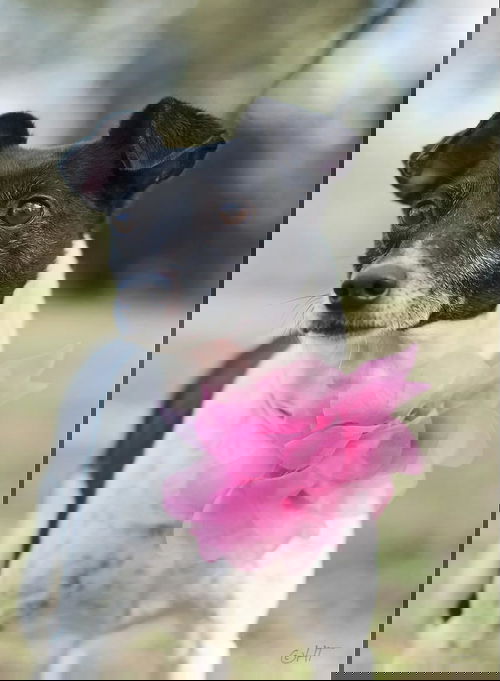 Susie
