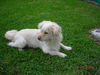 Sparky 2