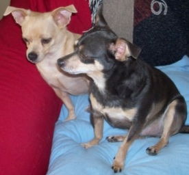 Chico & PeeWee