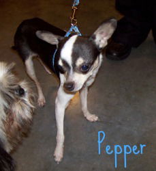 Pepper