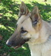 Colinda
