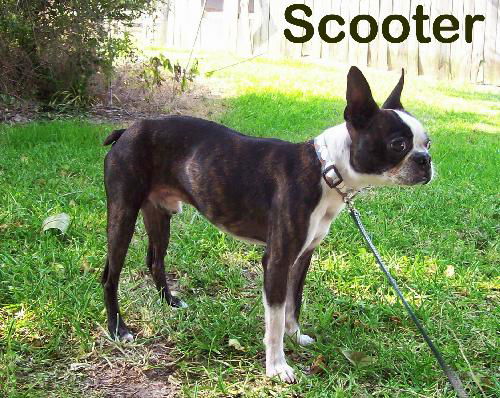 Scooter