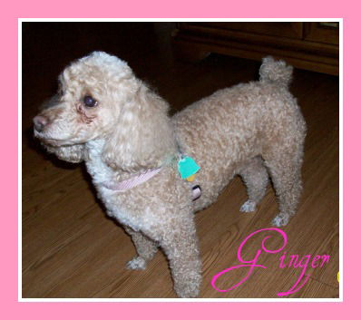 Princess Ginger