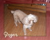 Princess Ginger