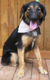 Benji