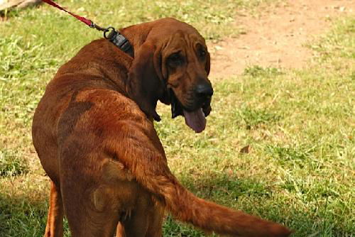Cletus