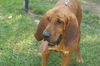 Cletus