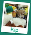 Kipp