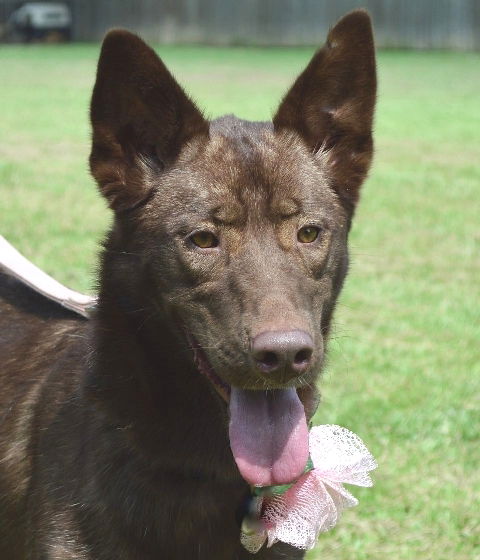 Sybil