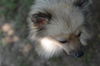 Cooper #2