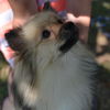 Cooper #2
