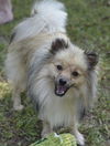 Cooper #2