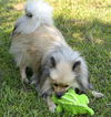 Cooper #2