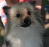 Cooper #2
